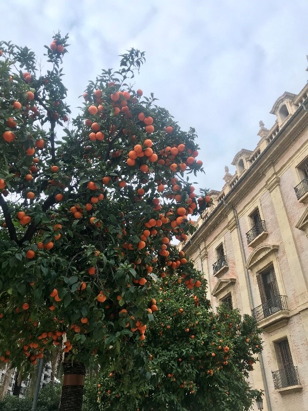 Valencia pomaranče na stromoch ovocie